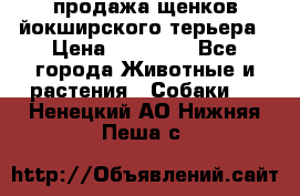 продажа щенков йокширского терьера › Цена ­ 25 000 - Все города Животные и растения » Собаки   . Ненецкий АО,Нижняя Пеша с.